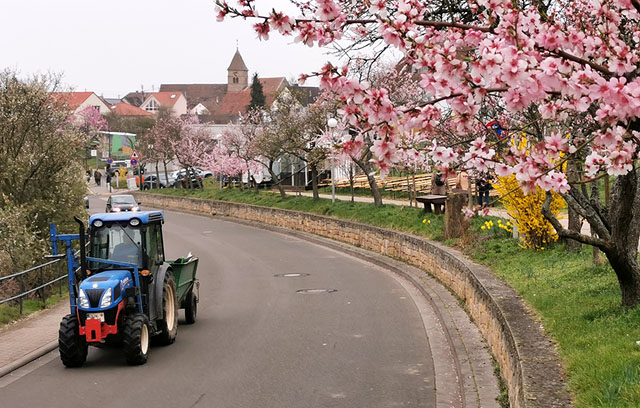 Gimmeldingen, Mandelblüte