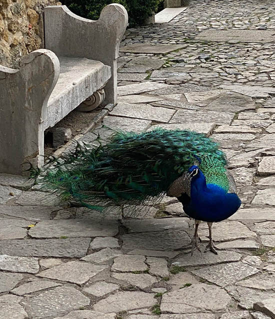 Lissabon, Pfau auf der Festung