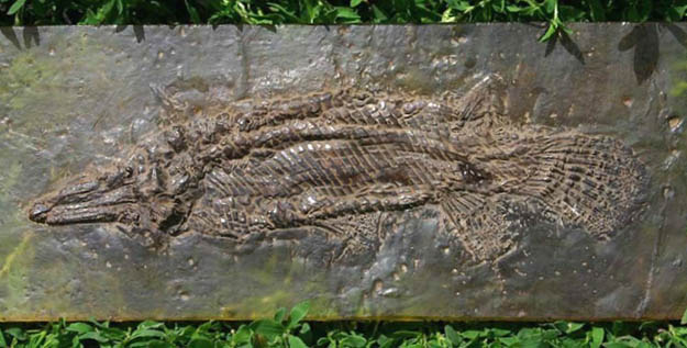 Grube Messel, versteinerter Fisch