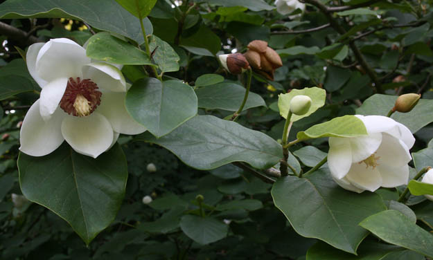 Schloss Dyck, Magnolie