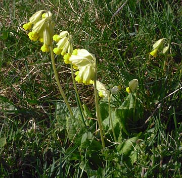 Eifelwanderung: Schlüsselblumen