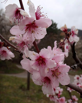 Mandelblüten bei Gimmeldingen