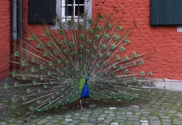 Rheydt, Blauer Pfau (Pavo cristatus)