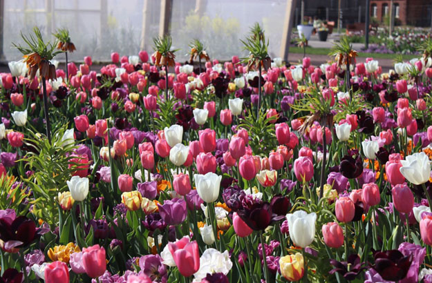 Tulpenblüte, Foto: LGS Landau