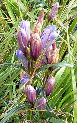 Blüte des Lungenenzian