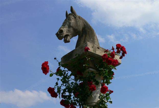 Zweibrücken: Stadt der Rosen und der Rosse