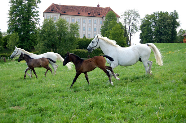 Lipizzaner © Spanische Hofreitschule, Bundesgestüt Piber