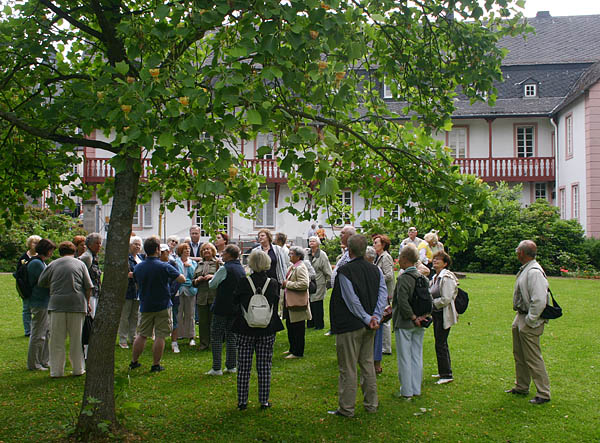 Blühender Tulpenbaum