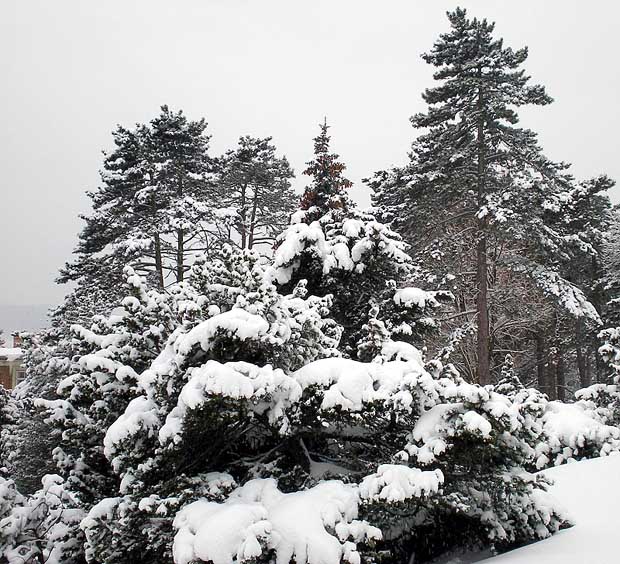 Winter im Wienerwald