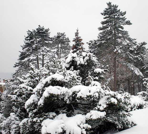 Winter im Wienerwald